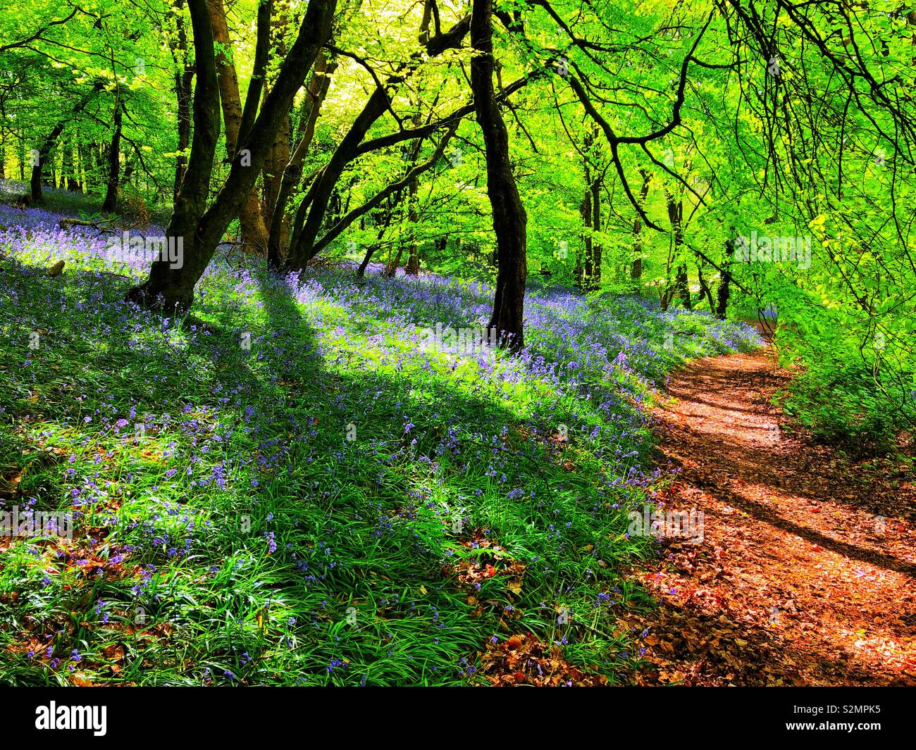 Pathway through sunlit deciduous woodland carpeted with bluebells, Wales, UK, May. - Smartphone Captured Stock Image
