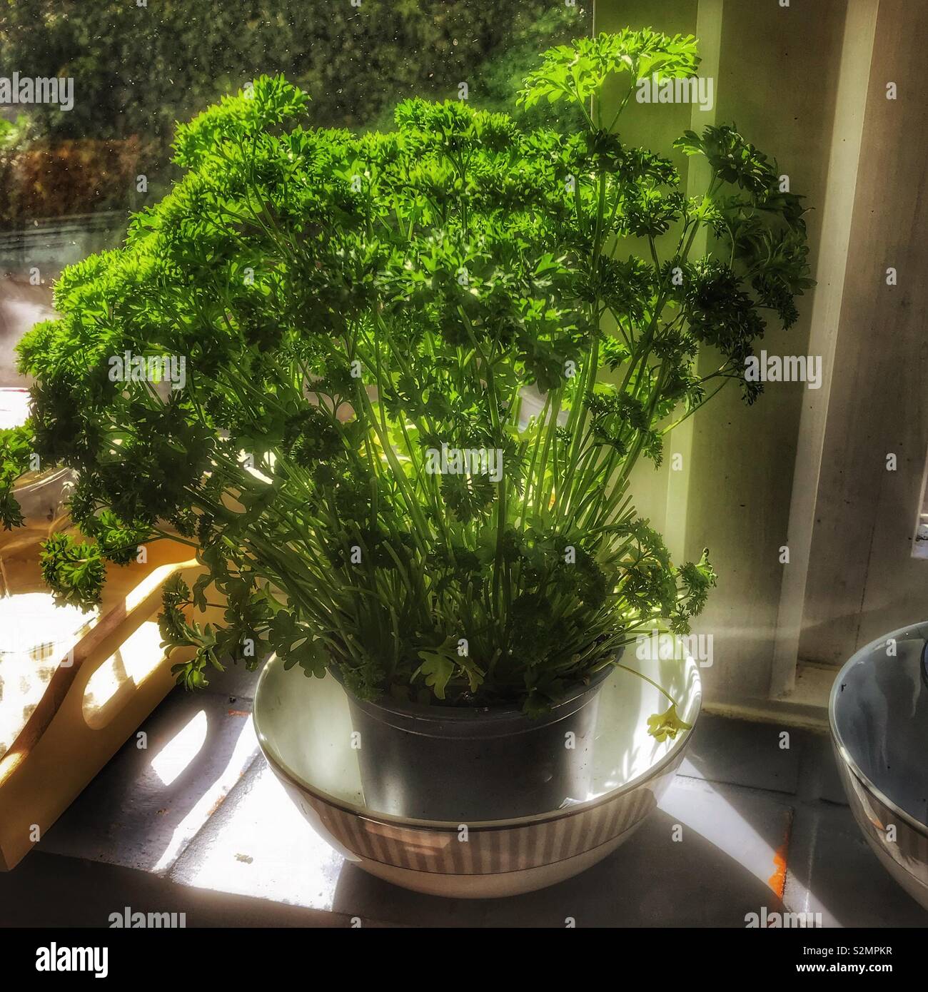 Pot of Parsley on a windowsill - Smartphone Captured Stock Image