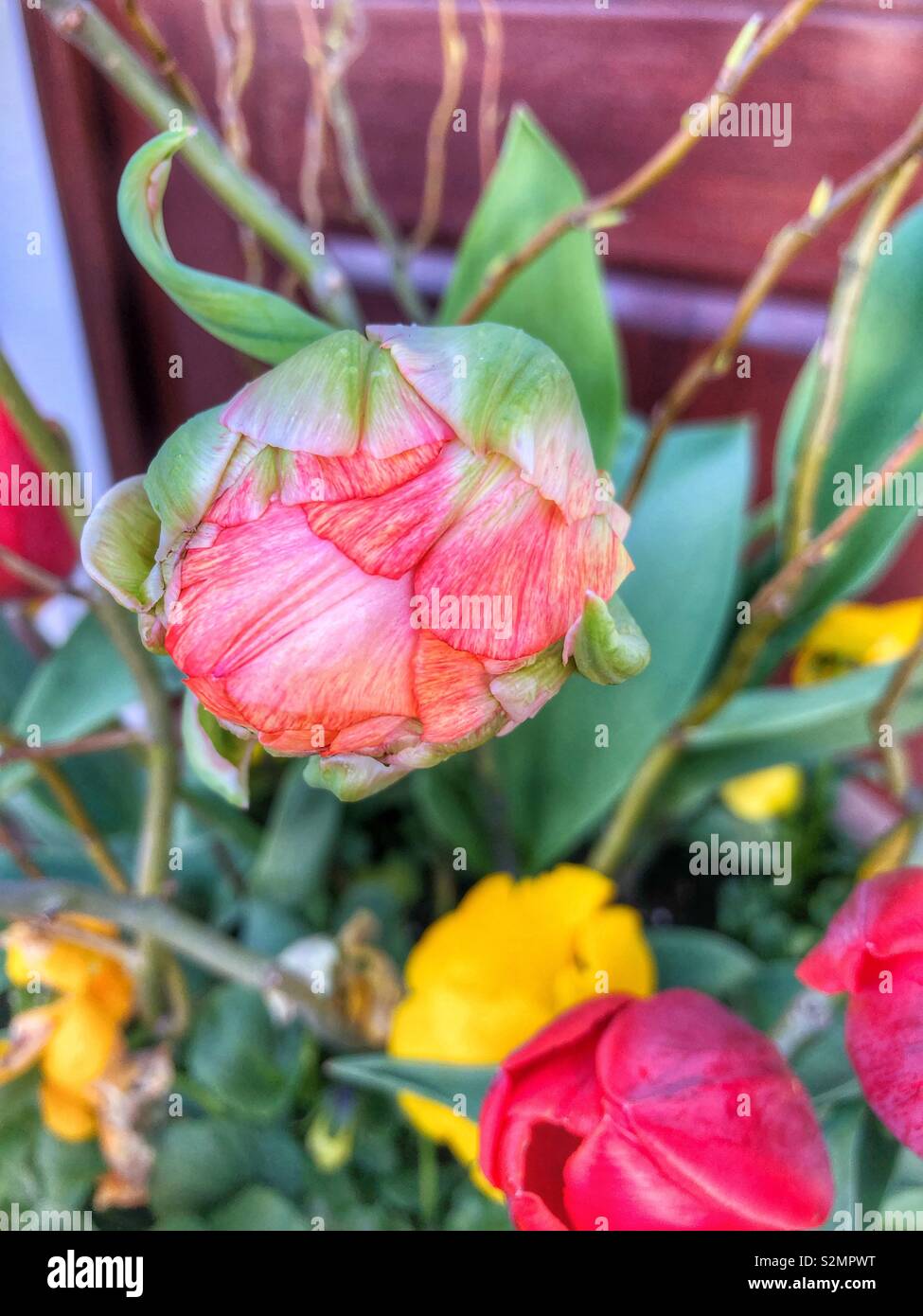Potted tulips. - Smartphone Captured Stock Image