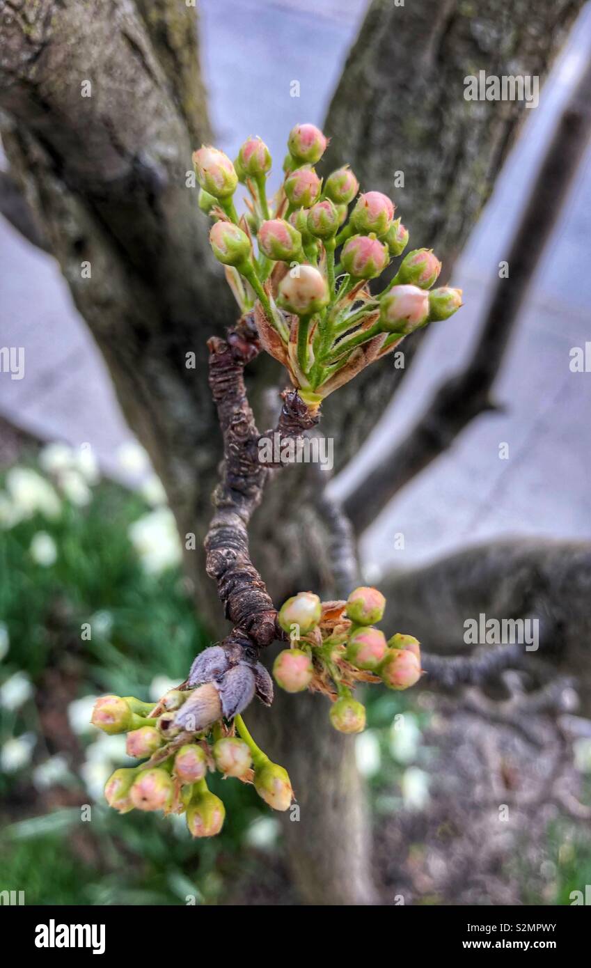 Tiny delicate buds on a tree. - Smartphone Captured Stock Image