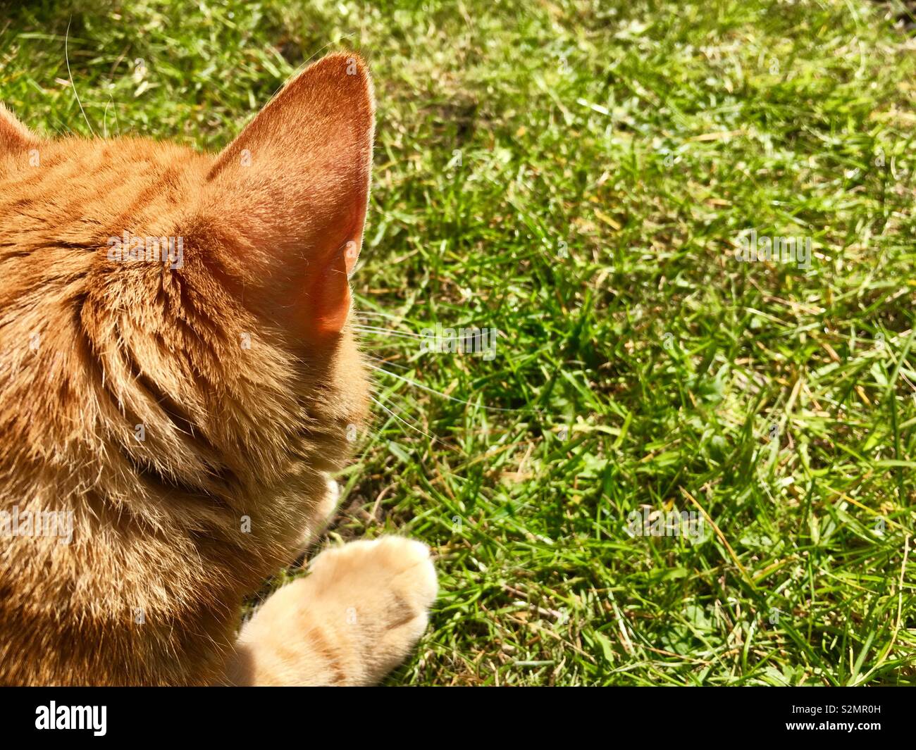 Ginger tabby cat laid on a lawn with space for copy - Smartphone Captured Stock Image