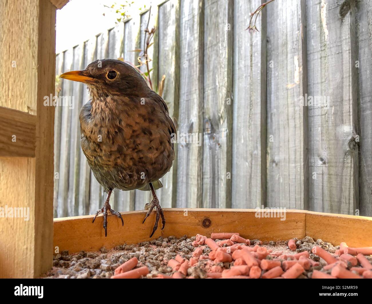 Female blackbird (Turdus Merula) perched on the edge of a bird table - Smartphone Captured Stock Image Female blackbird (Turdus Merula) perched on the edge of a bird table - Smartphone Captured Stock Image