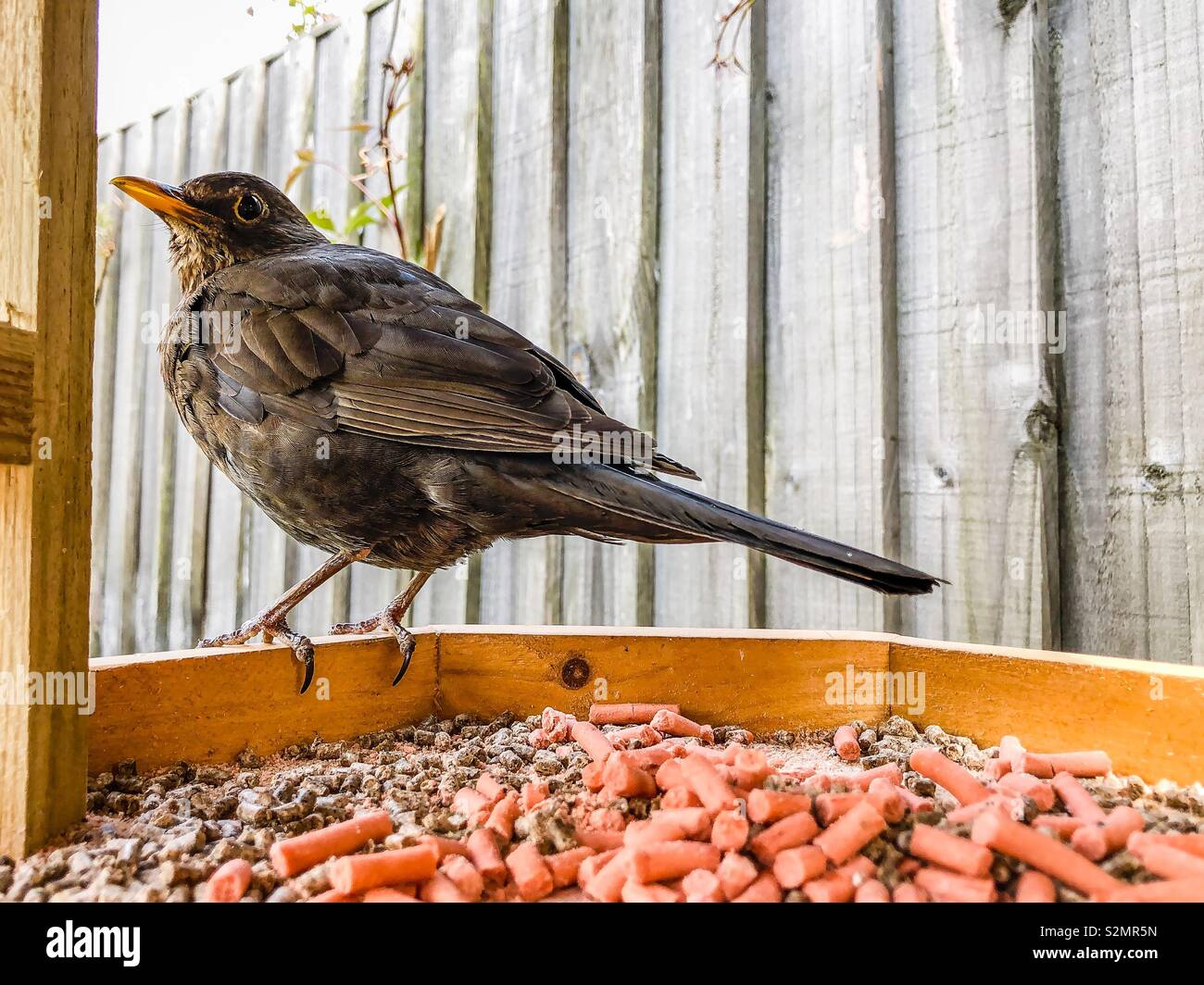 Female blackbird (turdus merula) perched on the edge of a wooden bird table with suet food pellets - Smartphone Captured Stock Image