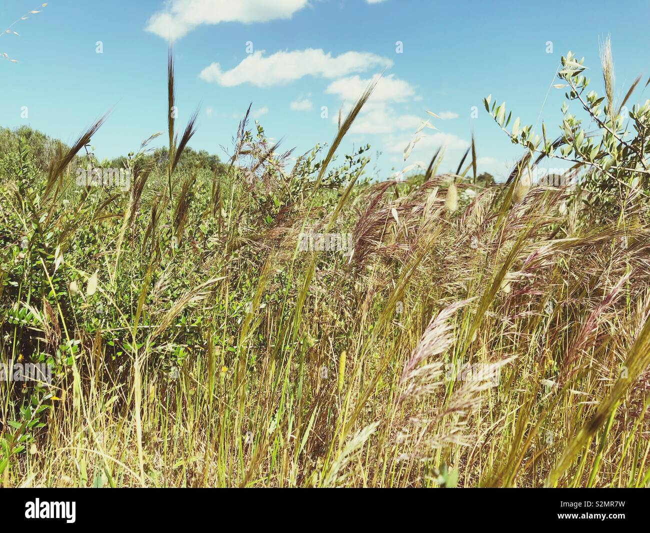 Golden Grass and flowers in spring - Smartphone Captured Stock Image