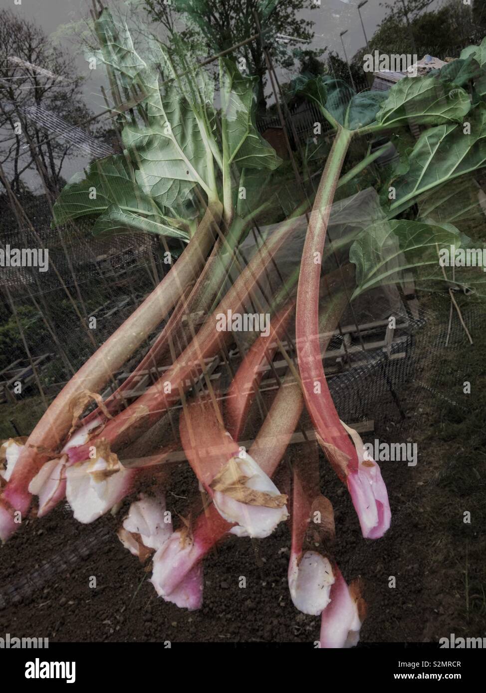 Allotment double exposure - Smartphone Captured Stock Image