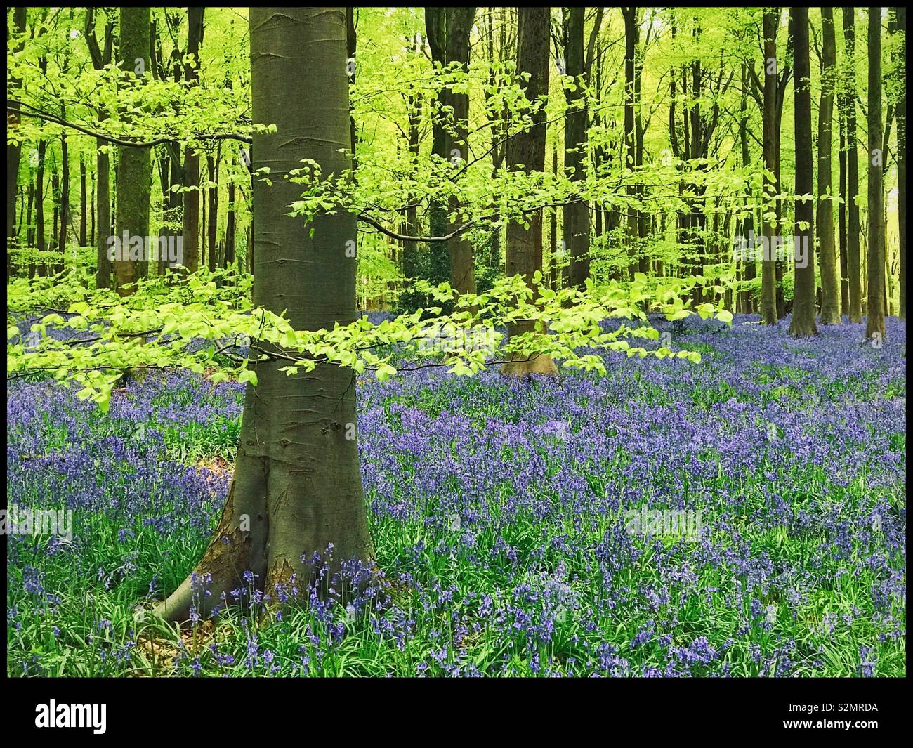 An iconic view of an English landscape scene in Spring - a Bluebell Wood, containing Hyacinthodes Non-Scripta. These are the nations favourite flowers. Photo Credit - © COLIN HOSKINS. - Smartphone Captured Stock Image