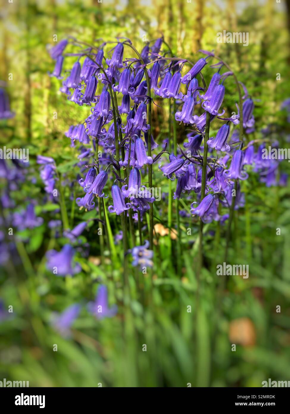 Common Bluebells ( Hyacinthoides non- scripta) growing in South Wales, UK, early May. Stock Photo