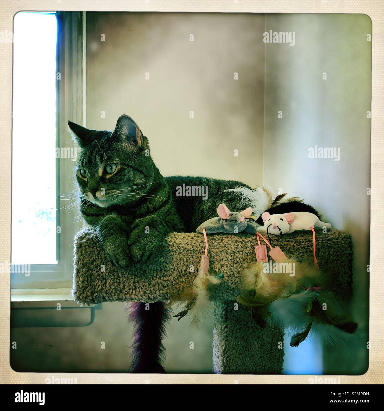 My tabby Bengal mix Tasha relaxing at home - Smartphone Captured Stock Image