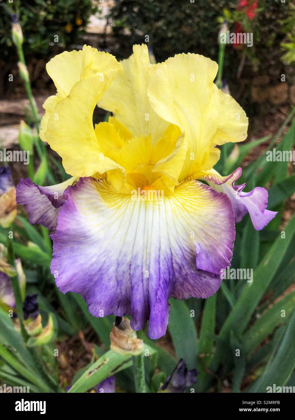 Tall bearded iris, iris germanica, purple and yellow flower in a Mediterranean garden Stock Photo