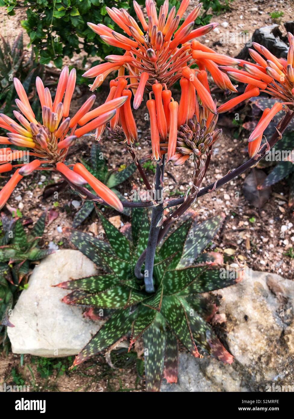 Cactus flowering in a Mediterranean rockery garden, Spain Stock Photo
