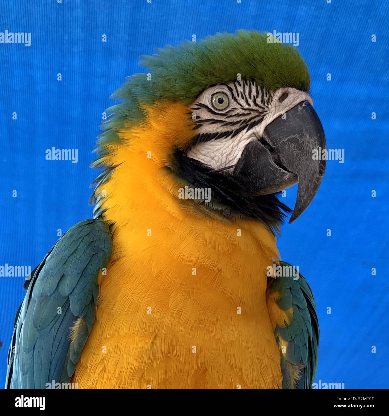 Portrait of a macaw - Smartphone Captured Stock Image