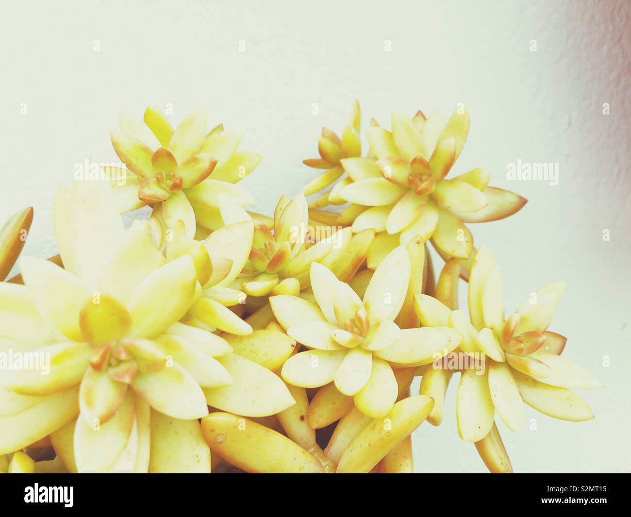 Yellow succulent plant close up Stock Photo - Alamy