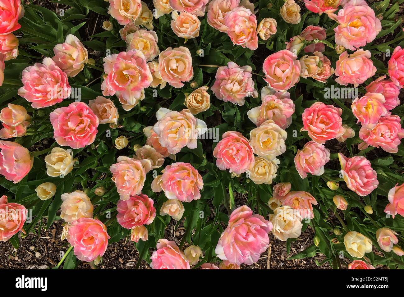 Field of pink carnations in full bloom. Stock Photo