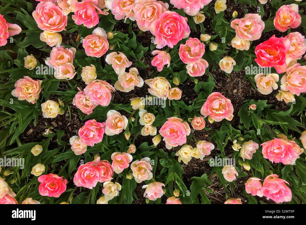 Field of pink carnations in full bloom. Stock Photo