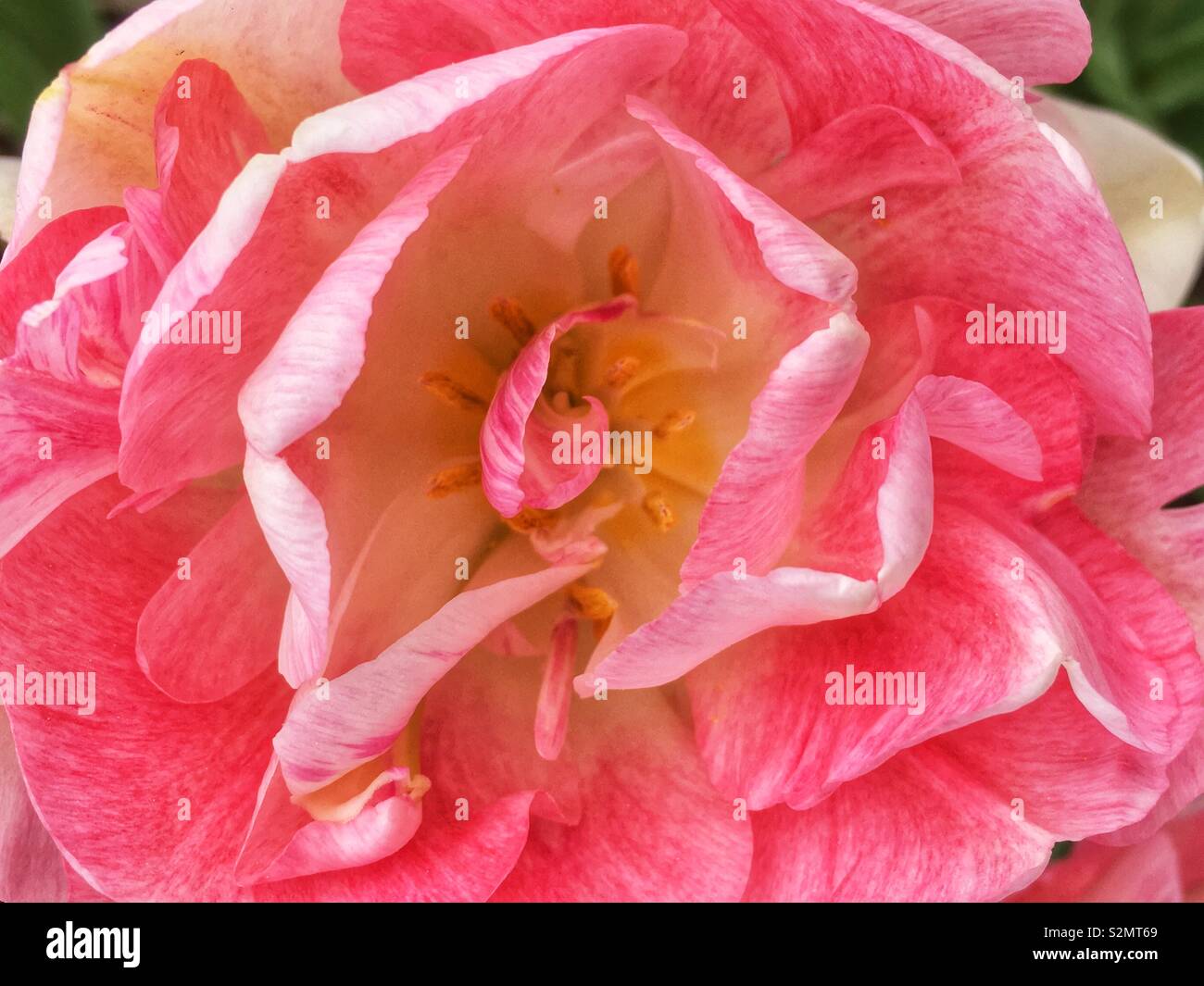 Closeup of a perfect pink carnation flower in full bloom. - Smartphone Captured Stock Image