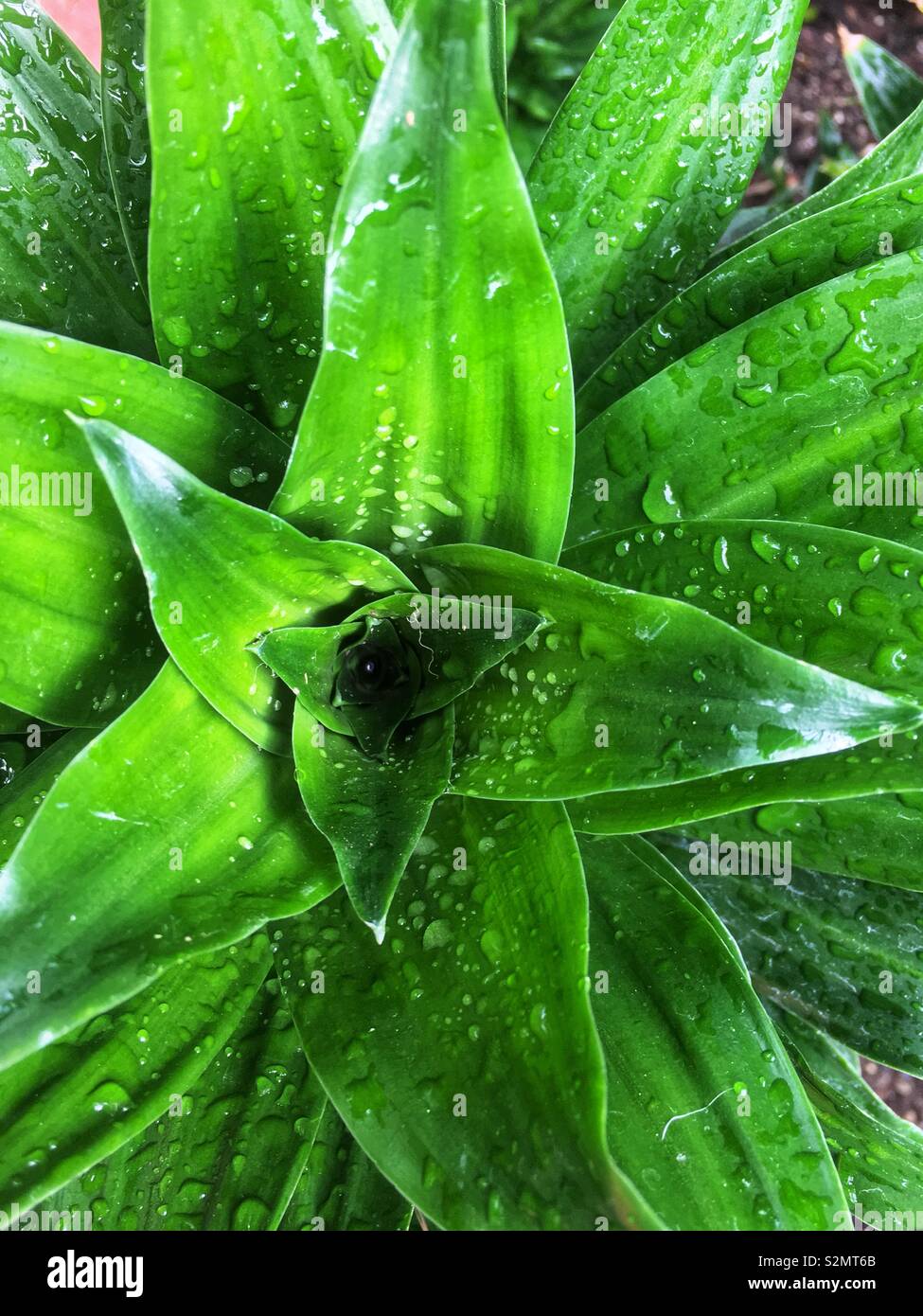 Full frame of a Janet Craig dracaena plant with rain drops on its leaves. - Smartphone Captured Stock Image