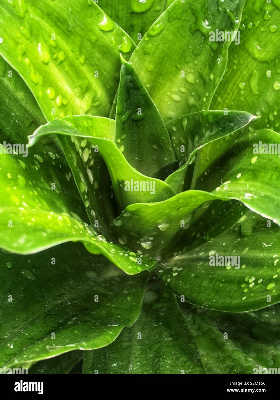 Full frame of a Janet Craig dracaena plant with rain drops on its leaves. Stock Photo