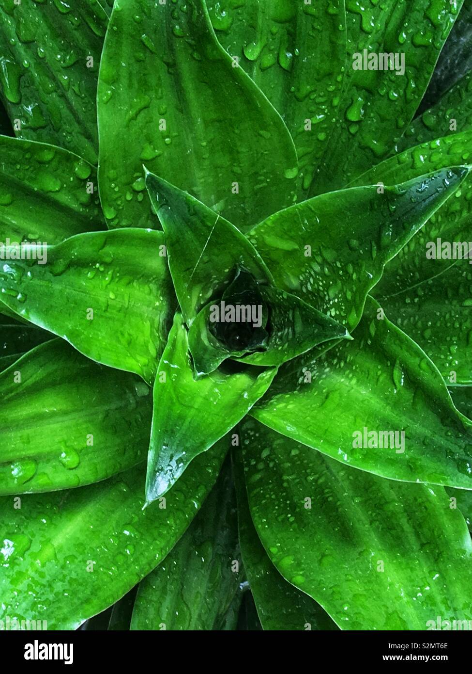 Full frame of a Janet Craig dracaena plant with rain drops on its leaves. Stock Photo