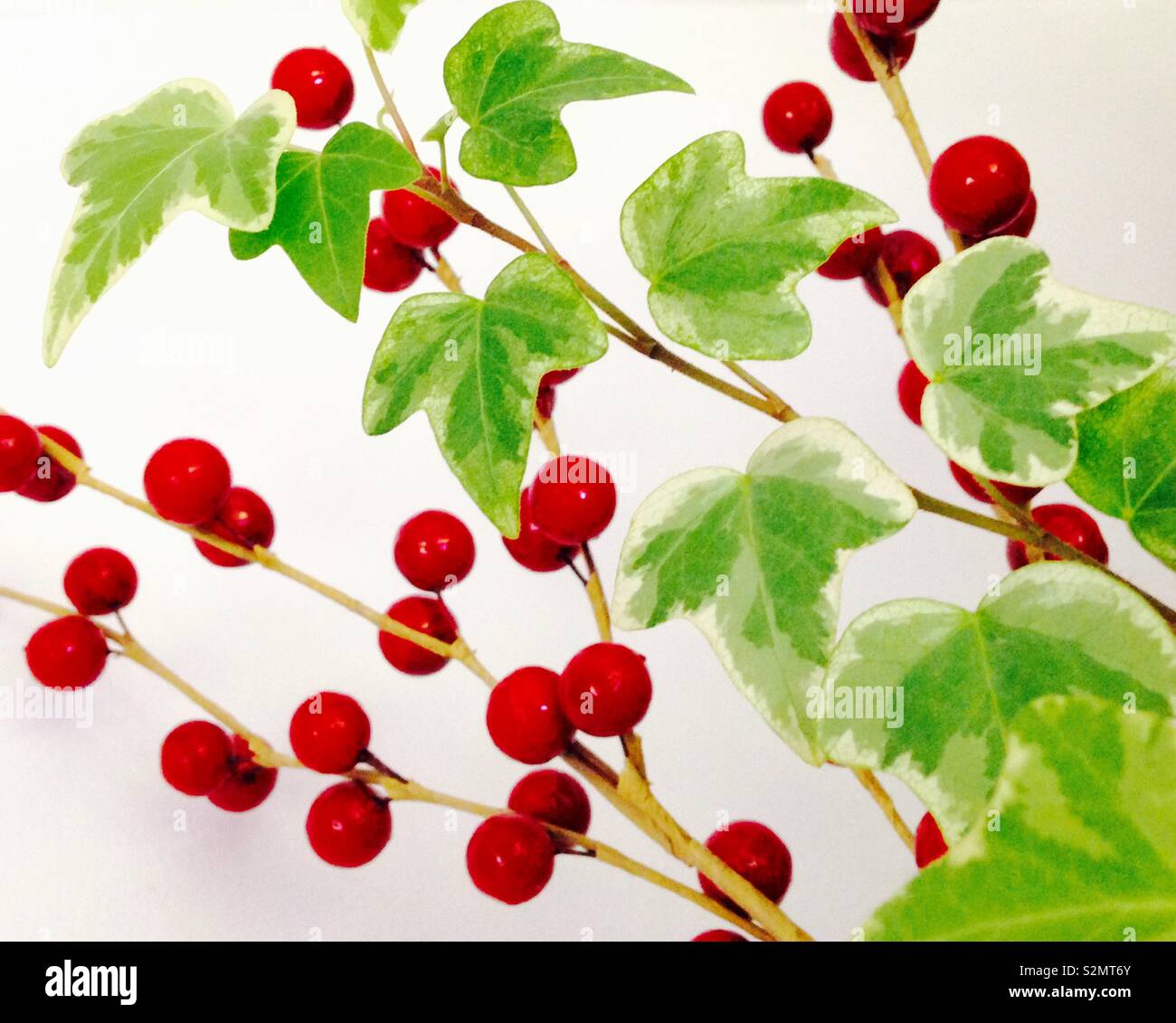 Holly and the Ivy (Aquifoliaceae and Hedera helix) - Smartphone Captured Stock Image