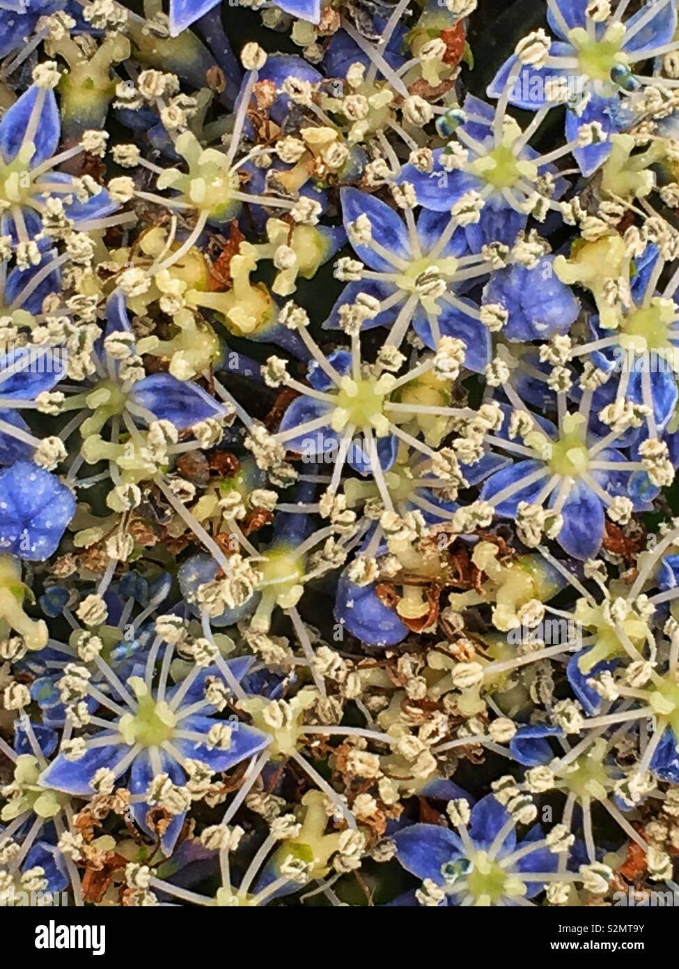 Closeup of the periwinkle blue Tea of Heaven Hydrangea Serrata Flower in full bloom. - Smartphone Captured Stock Image