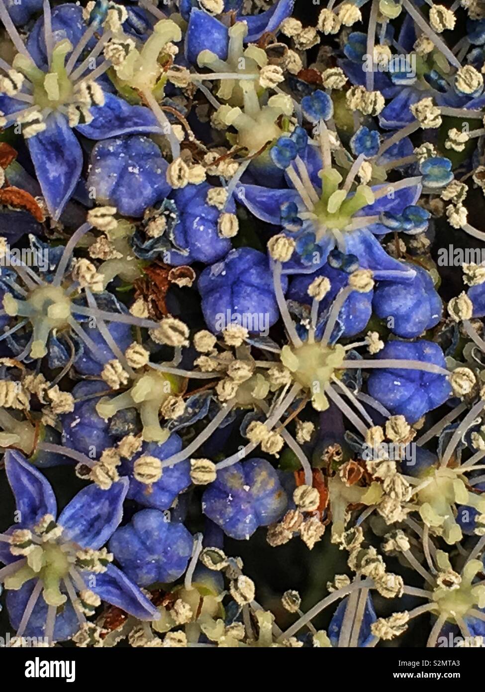 Closeup of the periwinkle blue Tea of Heaven Hydrangea Serrata Flower in full bloom. - Smartphone Captured Stock Image