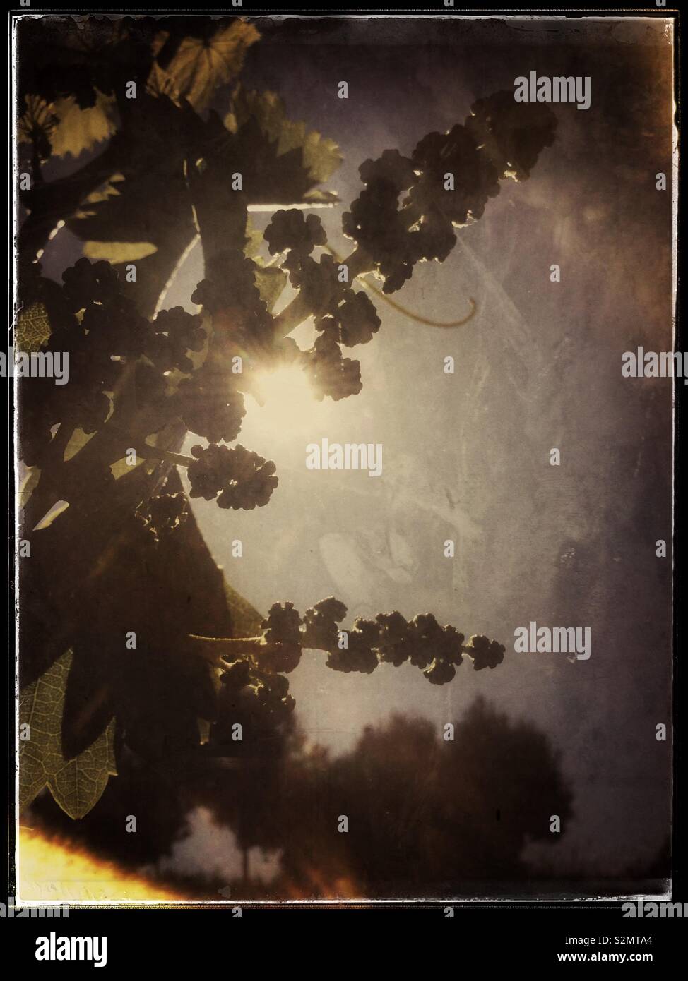 Grenache grapevine flower buds against the Sun, Catalonia, Spain. - Smartphone Captured Stock Image