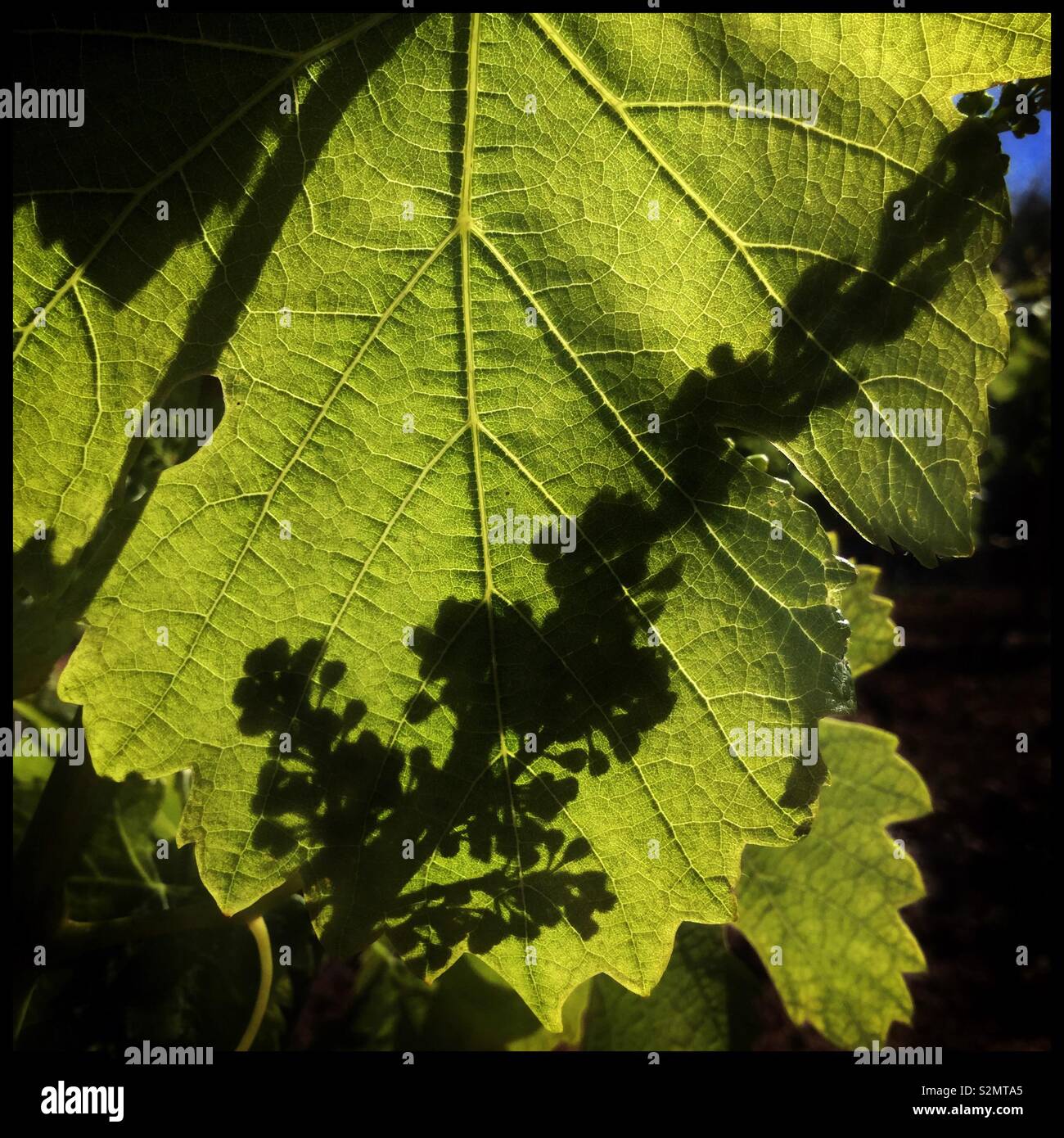 Silhouette of a Syrah grapevine flower bud on a leaf, Catalonia, Spain. - Smartphone Captured Stock Image