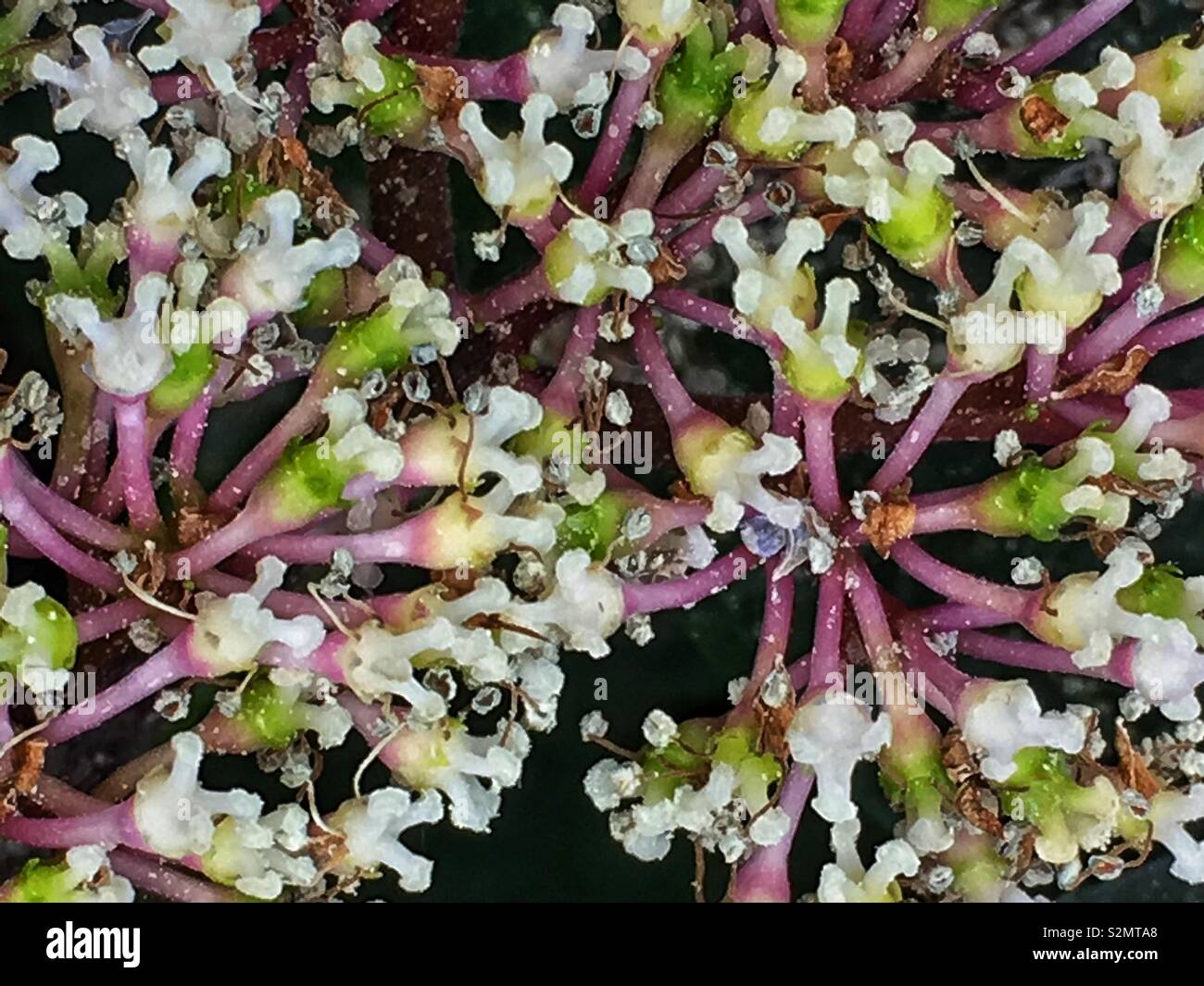 Closeup of the periwinkle blue Tea of Heaven Hydrangea Serrata Flower in full bloom. - Smartphone Captured Stock Image