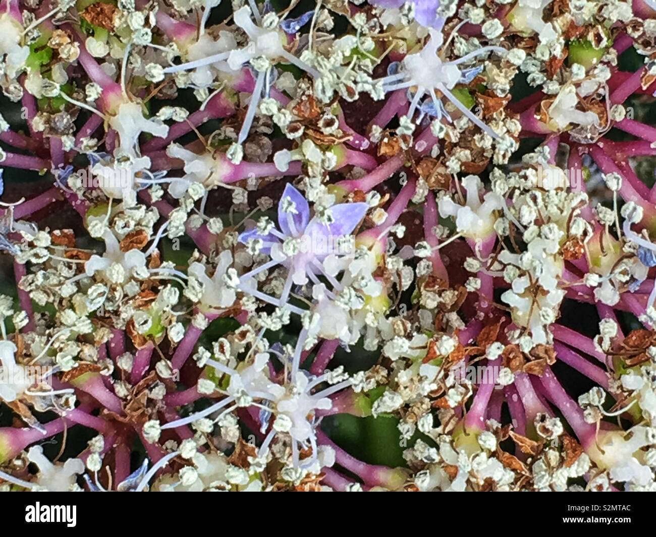 Closeup of the periwinkle blue Tea of Heaven Hydrangea Serrata Flower in full bloom. - Smartphone Captured Stock Image