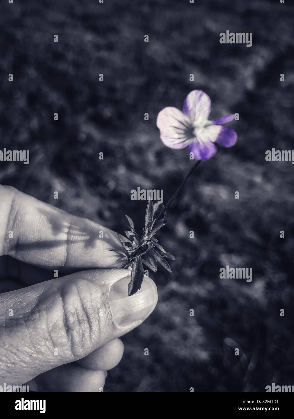 Lavender color pop photo of lavender colored wildflower held in hand - Smartphone Captured Stock Image