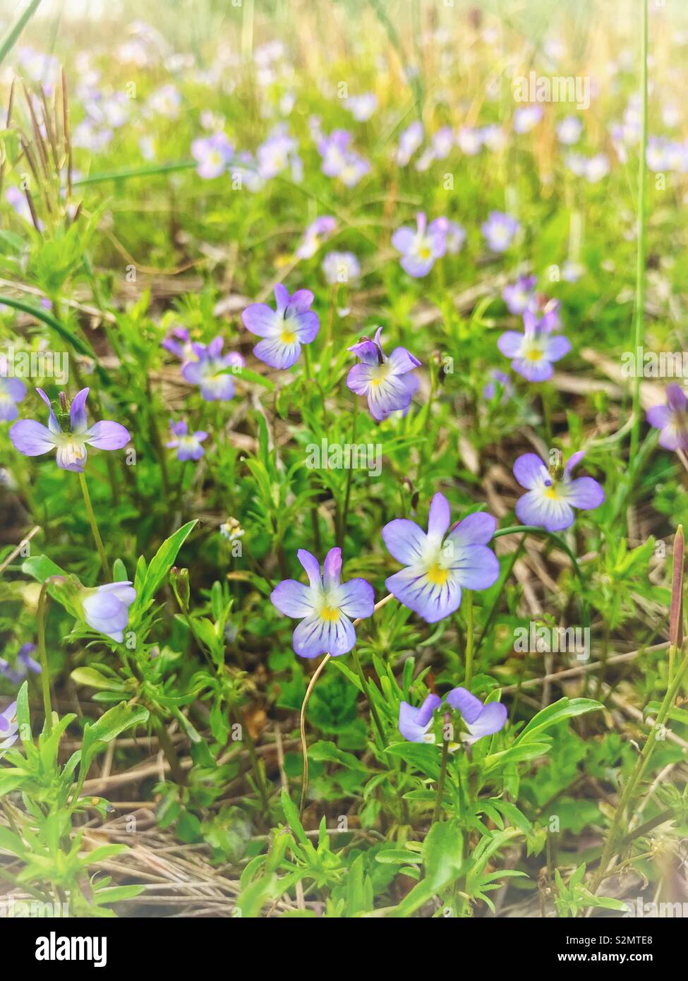 Sunny photo of lavender colored wildflowers in a field in spring - Smartphone Captured Stock Image