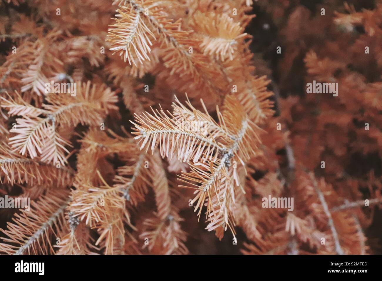Dead christmas tree hires stock photography and images Alamy
