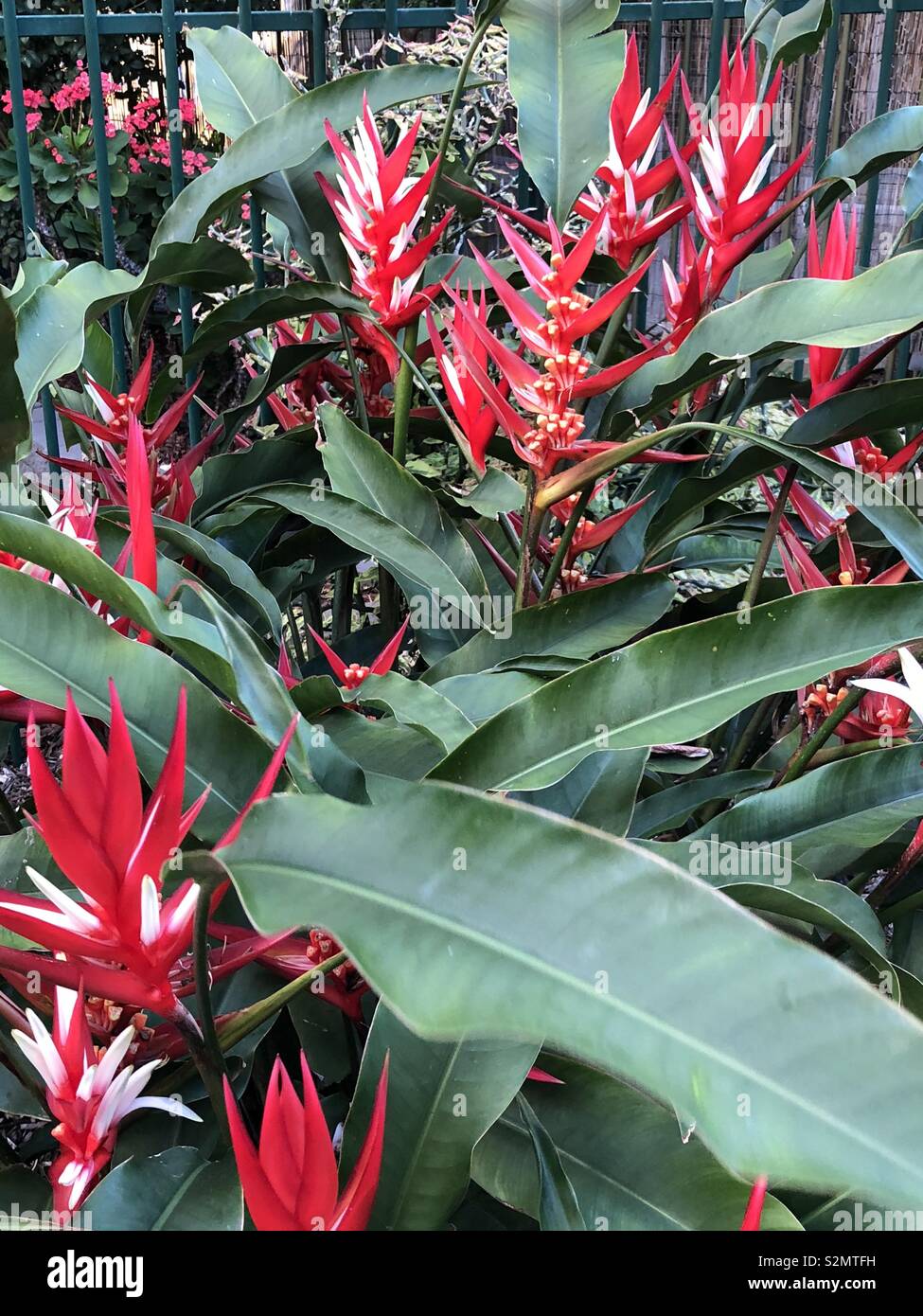 Tropical flowers in Queensland Australia Stock Photo Alamy
