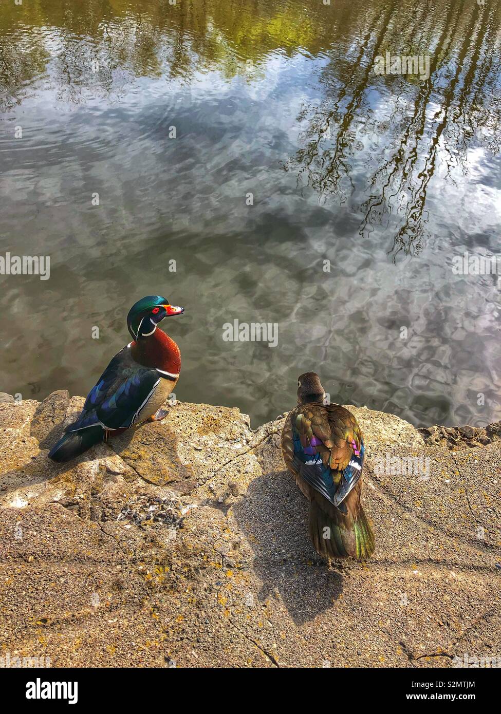 A pair of colourful wood ducks by the pond. - Smartphone Captured Stock Image