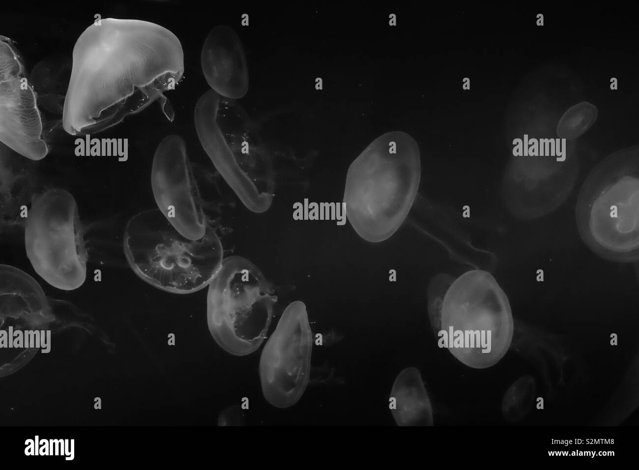 Black & white jellyfish Stock Photo Alamy