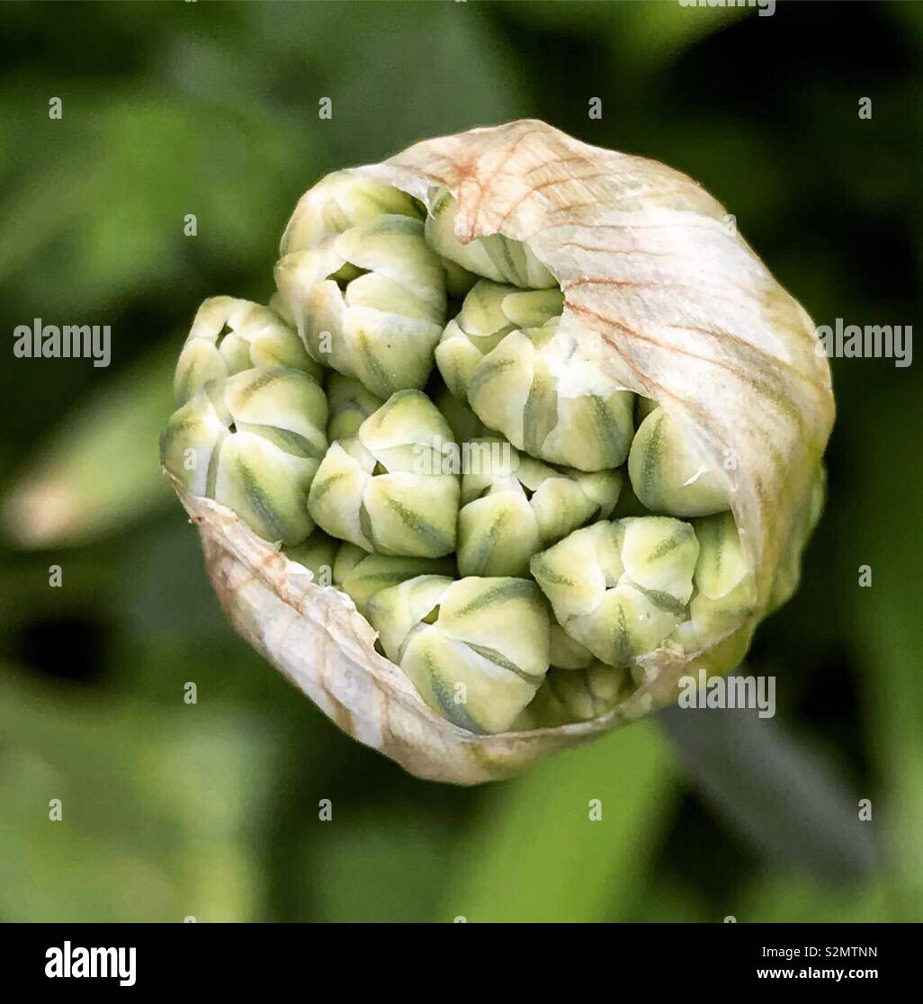 Allium bud about to open - Smartphone Captured Stock Image