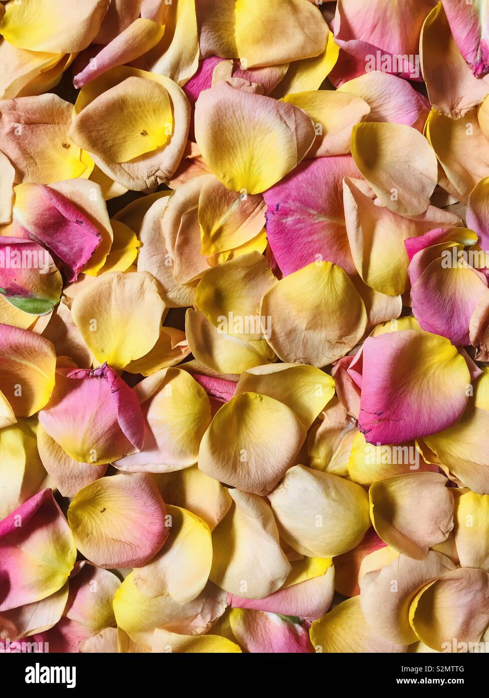 Yellow Rose Petal Background
