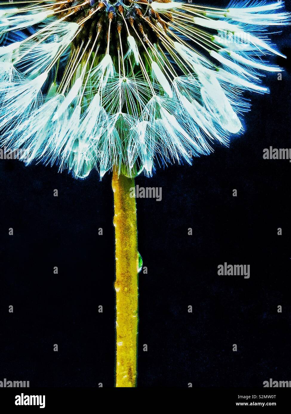 Dandelion flower - Smartphone Captured Stock Image