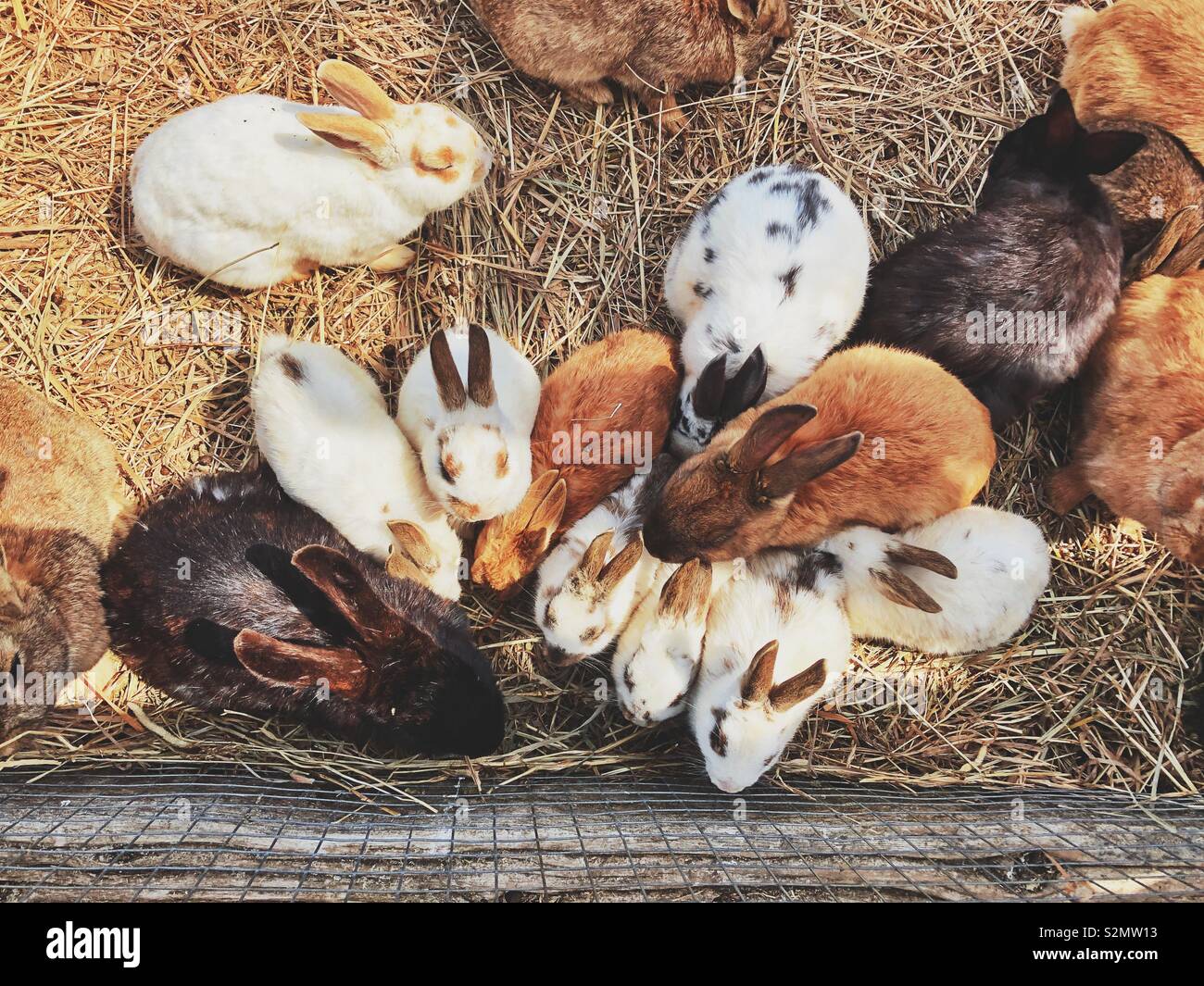 Family of rabbits hires stock photography and images Alamy