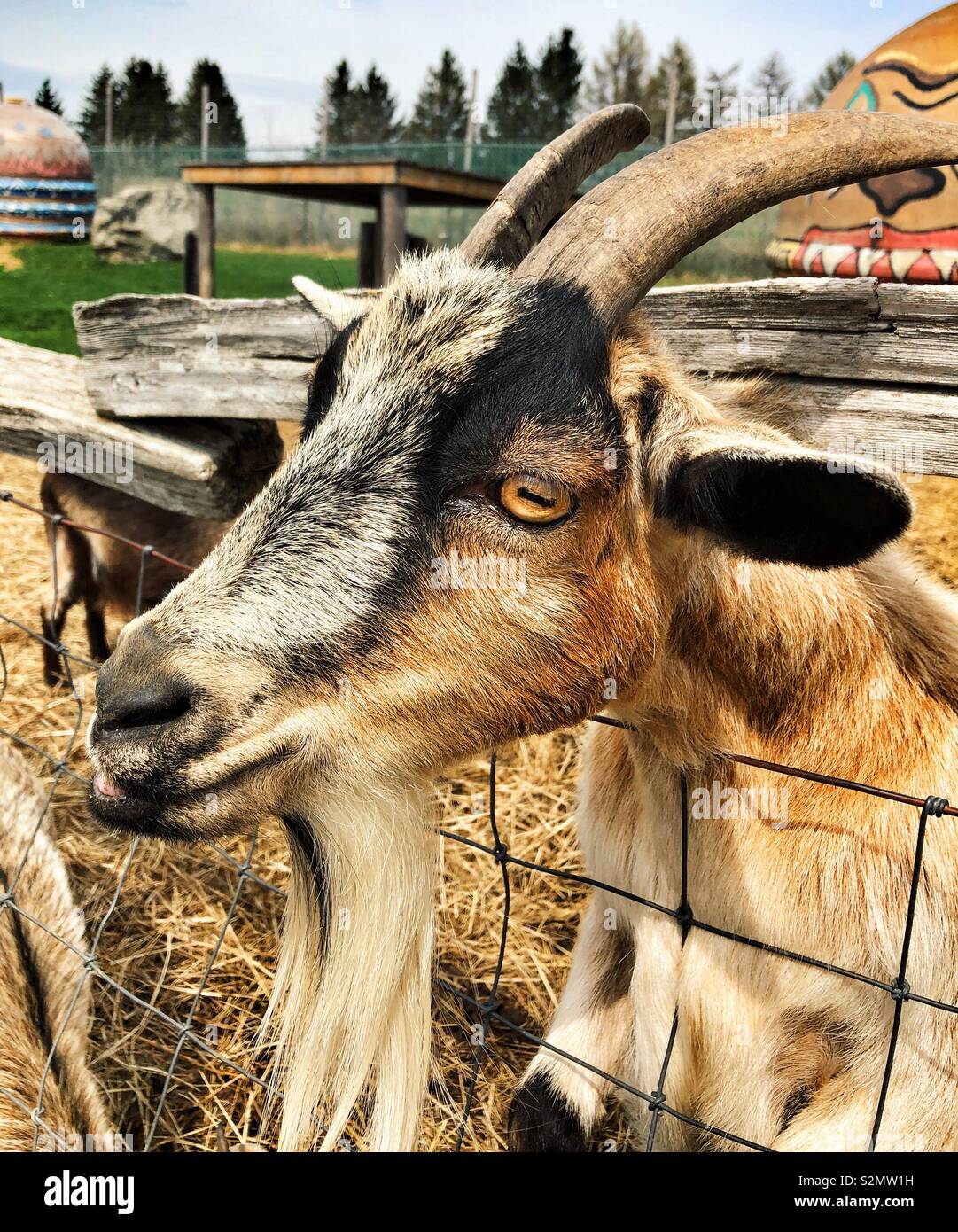 Portrait of a goat - Smartphone Captured Stock Image