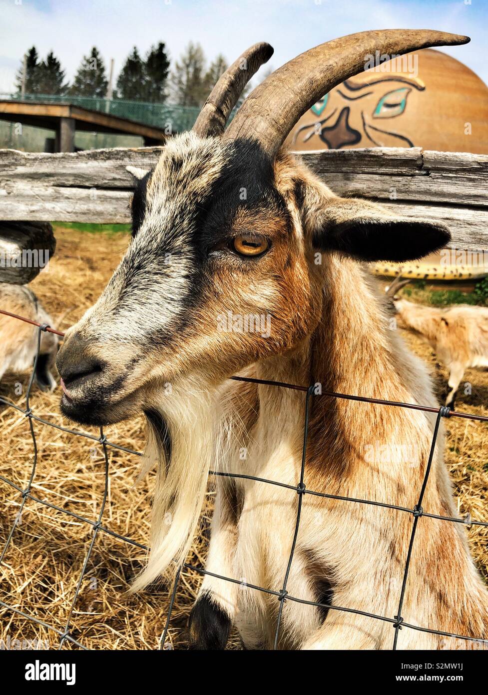 Portrait of a goat sticking head through fence Stock Photo