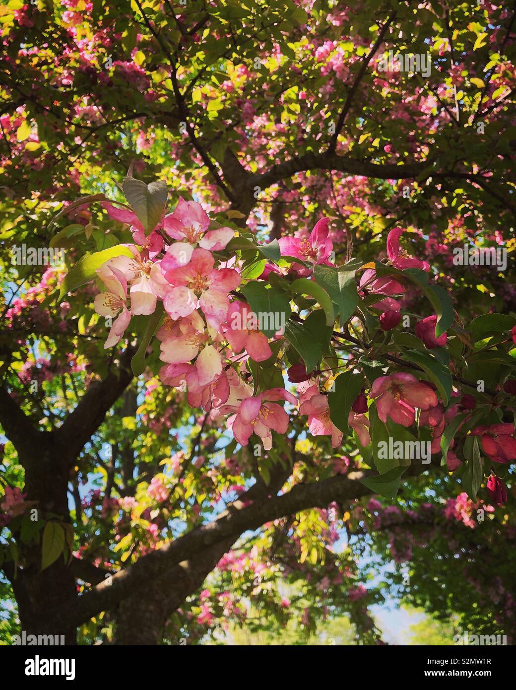 Flowering crabapple tree, Central Park, Honesdale, Pennsylvania Stock