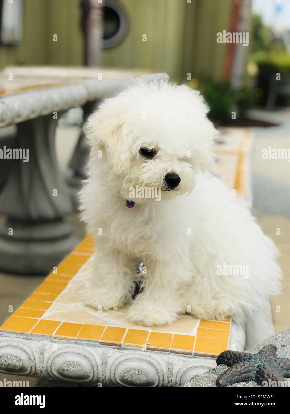 furry puppy