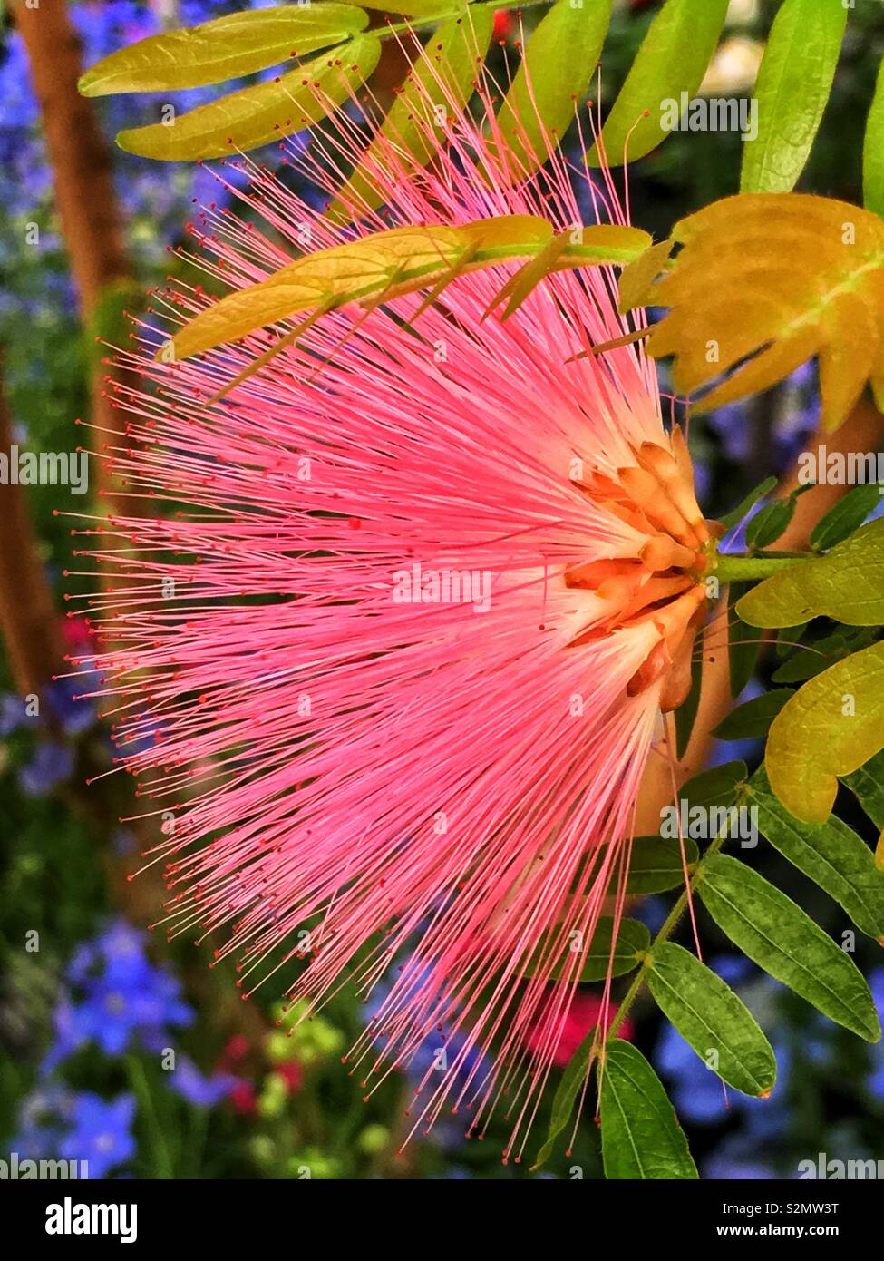 Perfect pink Barringtonia racemosa, powder-puff tree, pooeierkwasboom, Iboqo, Putat tree flower in full bloom. Stock Photo