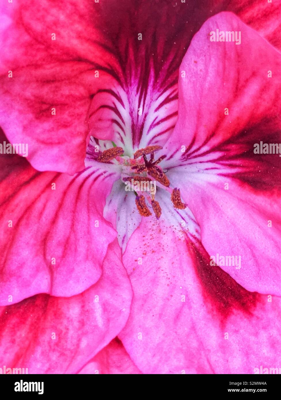 Full frame closeup of a pink pansy flower in full bloom. - Smartphone Captured Stock Image