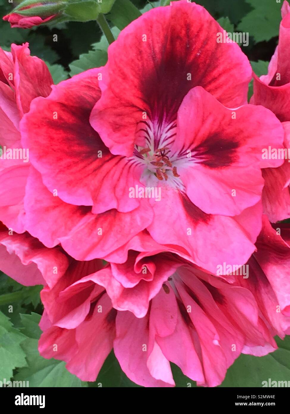 Full frame closeup of a hot pink pansy flower in full bloom. - Smartphone Captured Stock Image