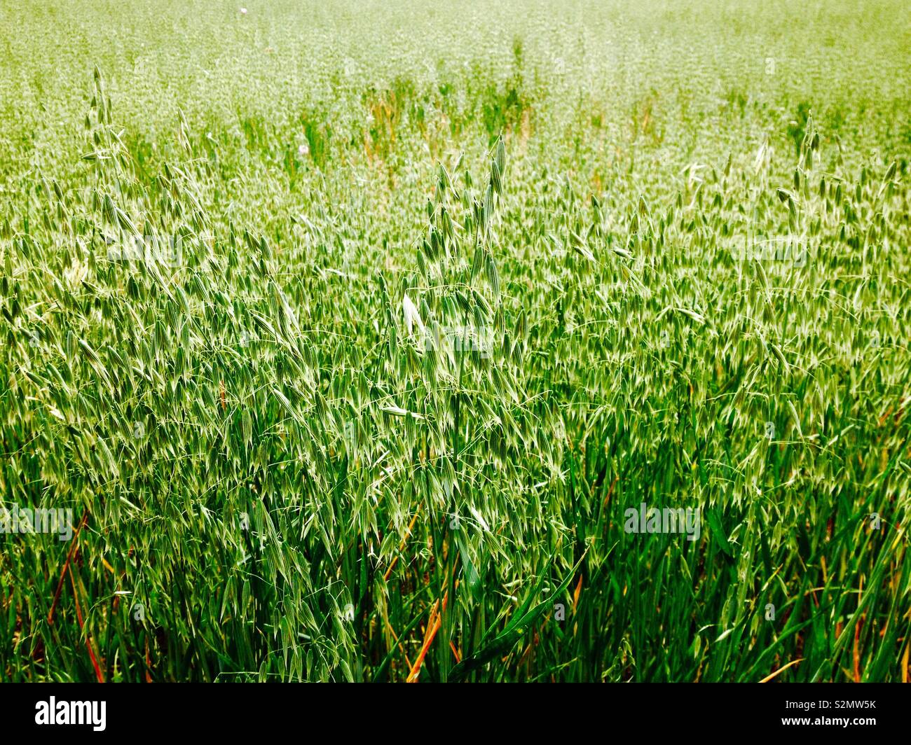 Common oat avena sativa hi-res stock photography and images - Alamy