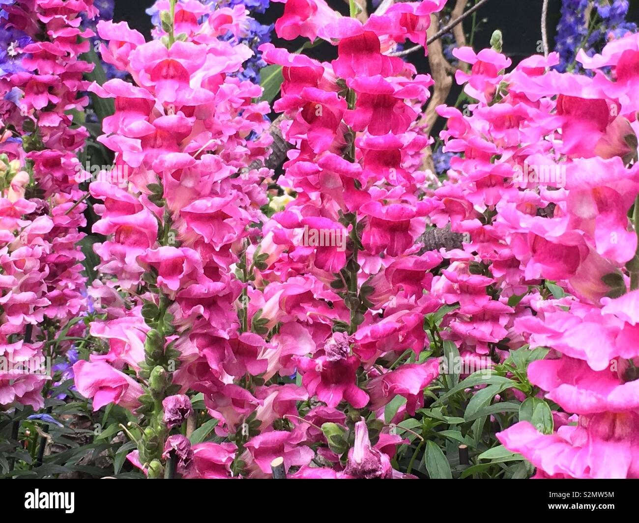 Forest of hot pink snapdragon flowers in full bloom Stock Photo Alamy