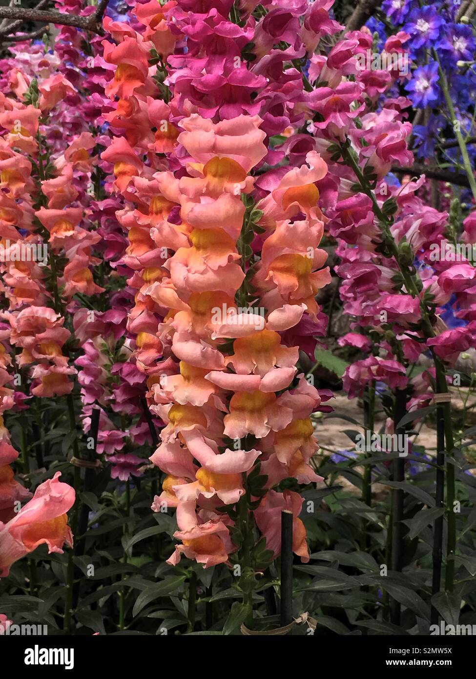 Thick forest of gorgeous hot pink and orange snapdragon flowers in full bloom. Stock Photo