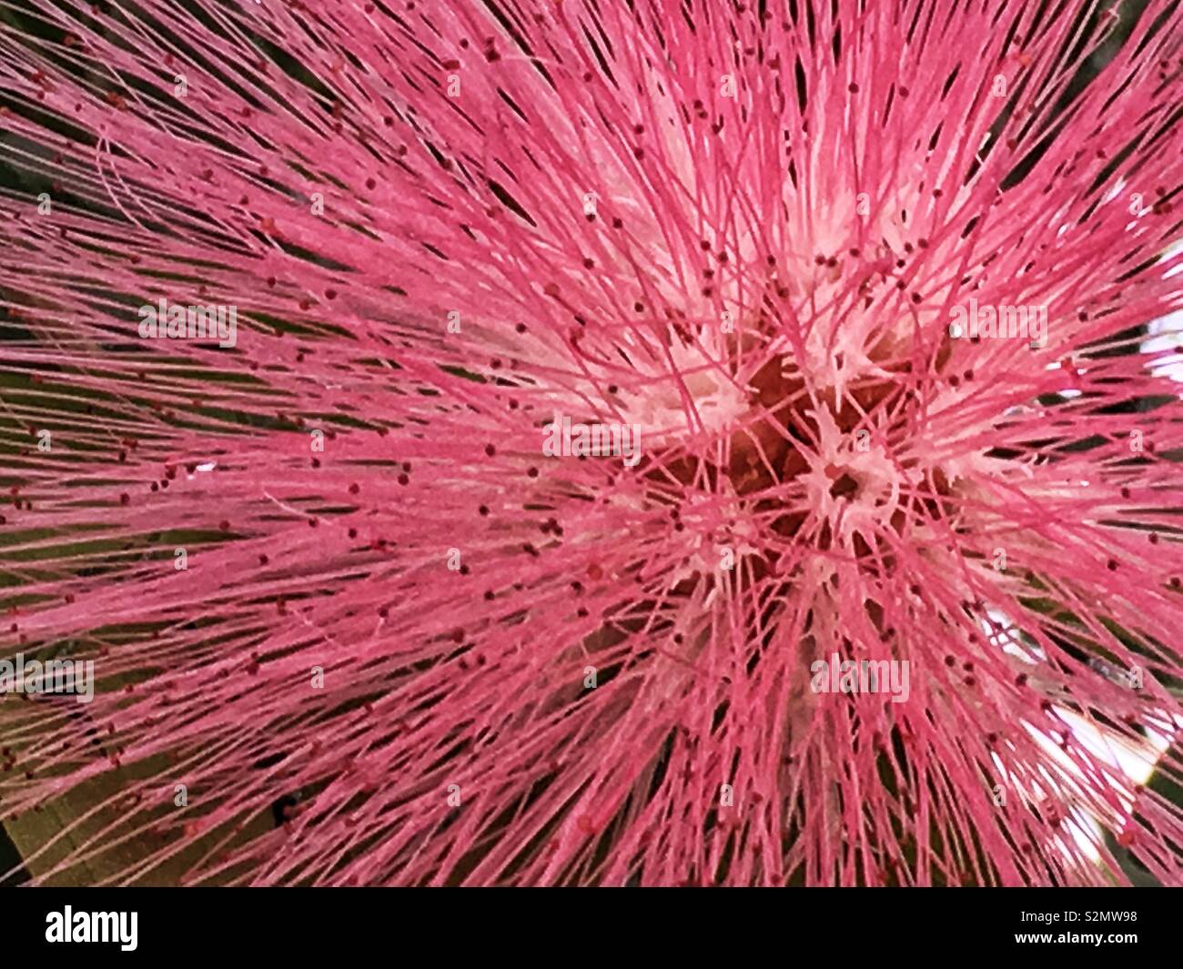 Full frame closeup of a perfect pink Barringtonia racemosa, powder-puff tree, pooeierkwasboom, Iboqo, Putat flower in full bloom. - Smartphone Captured Stock Image